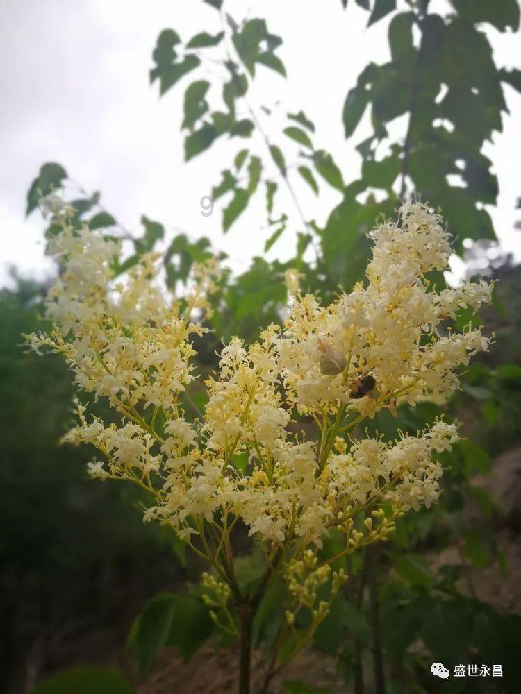 空中致富果 “莓”红映春节